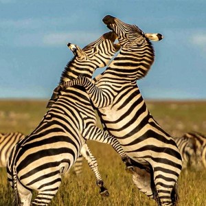 Kämpfende Zebra in der Steppe